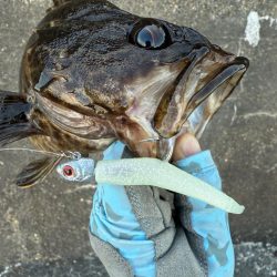 ロックフィッシュ