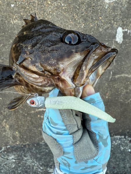 ロックフィッシュ