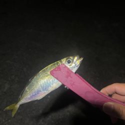 泉佐野アジング！