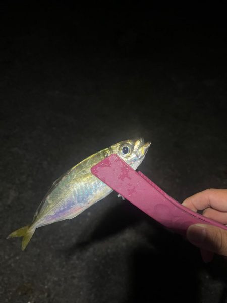 泉佐野アジング！