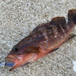 デイアコウがんばる・・・アコウ２