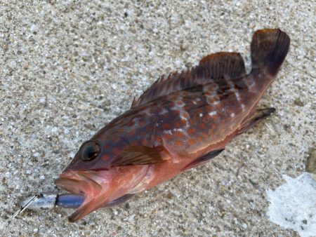 デイアコウがんばる・・・アコウ２