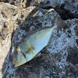 プチ磯デビュー