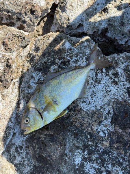 プチ磯デビュー