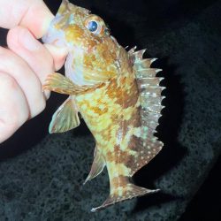 疲れた身体に癒しを求めて…