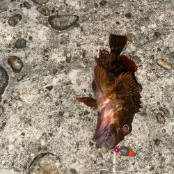 尺キジハタとタコ