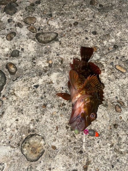 尺キジハタとタコ