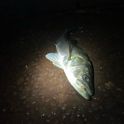 久しぶりのヒットは！あと1cm