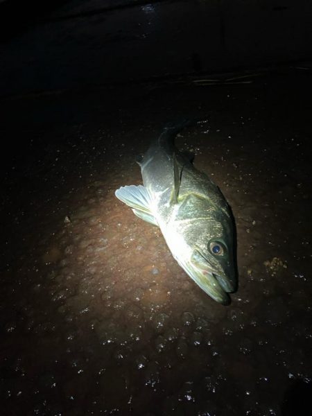 久しぶりのヒットは！あと1cm