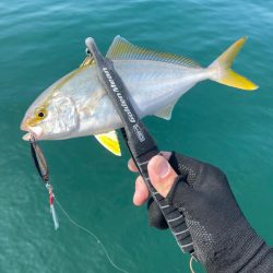 ソウダガツオとシオ