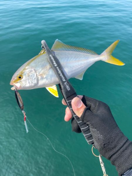 ソウダガツオとシオ