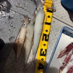 越前イカメタル