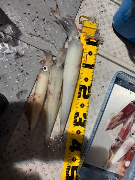 越前イカメタル