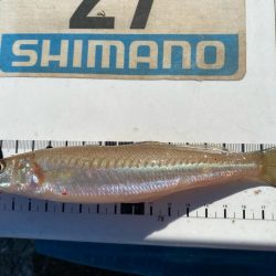 灼熱のシロギスタ