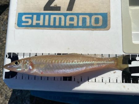 灼熱のシロギスタ