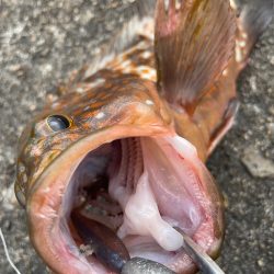 デイアコウがんばる・・・アコウ4