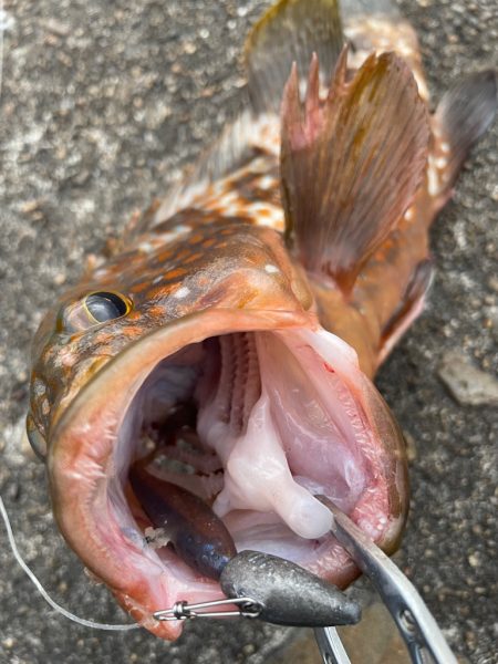 デイアコウがんばる・・・アコウ4