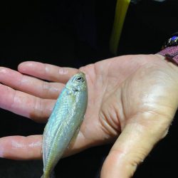 アジング&マイクロジギング