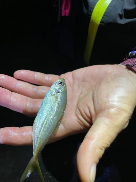 アジング&マイクロジギング