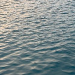 残りの親イカ狙い