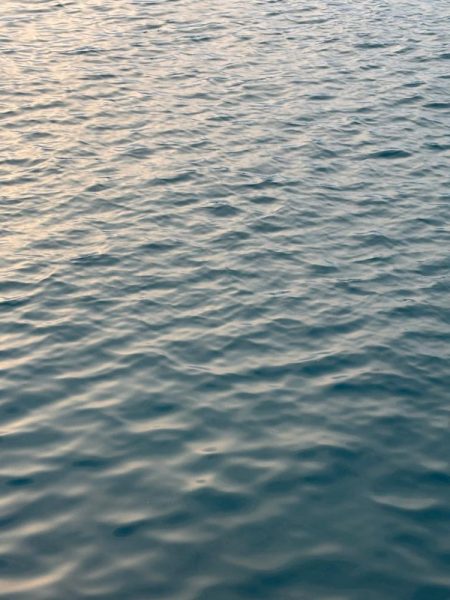 残りの親イカ狙い