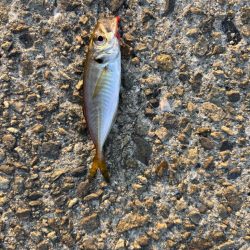 ジグサビキ　11