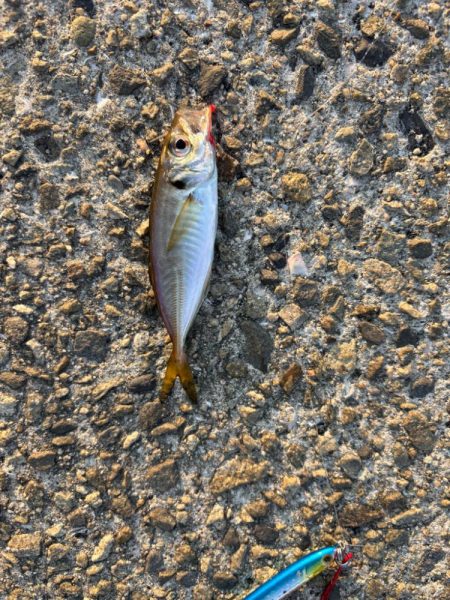 ジグサビキ　11