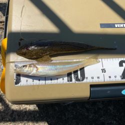 短時間でも十分な釣果出てます!