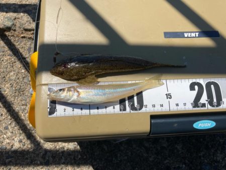 短時間でも十分な釣果出てます!