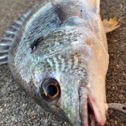 下潮でエビ撒き