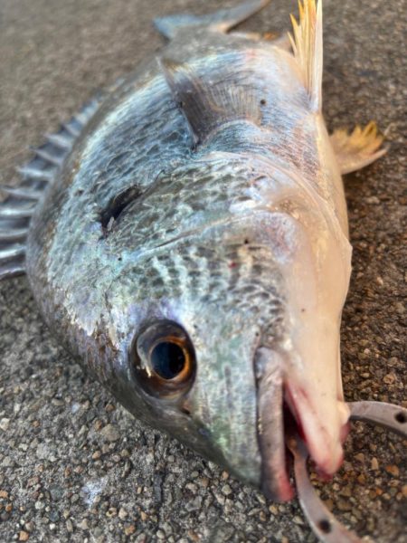 下潮でエビ撒き