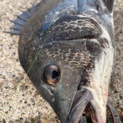 エビ撒きチヌ好調です