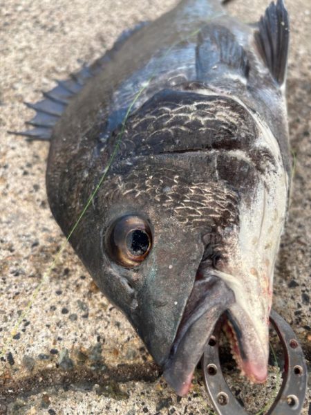 エビ撒きチヌ好調です