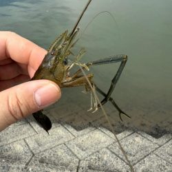 初めてのテナガエビ釣り