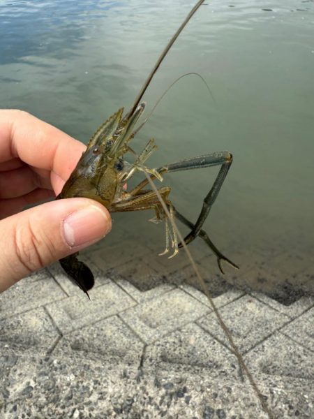 初めてのテナガエビ釣り