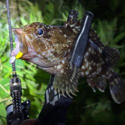 ガシラマンション発見