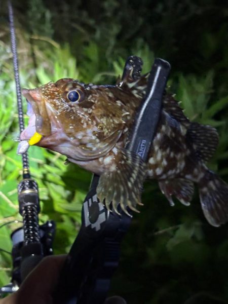 ガシラマンション発見