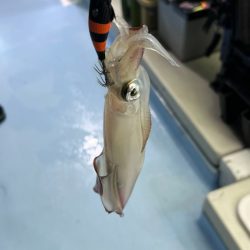 ケンサキイカ/オモリグ・イカメタル