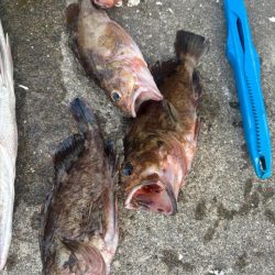 エビ撒き好調です