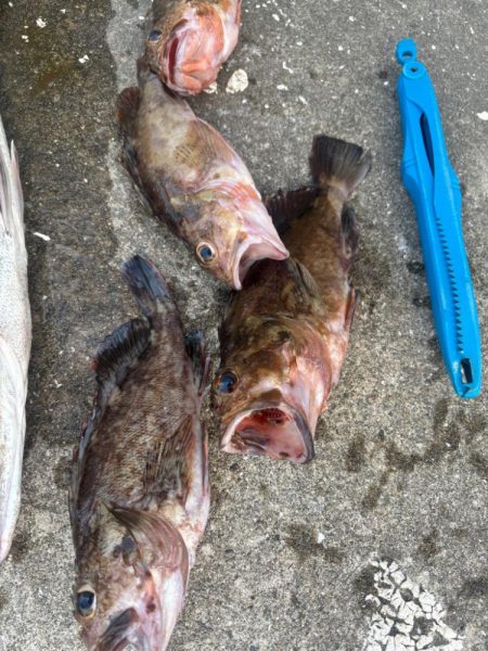 エビ撒き好調です