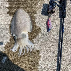 久しぶりのイカget‼︎