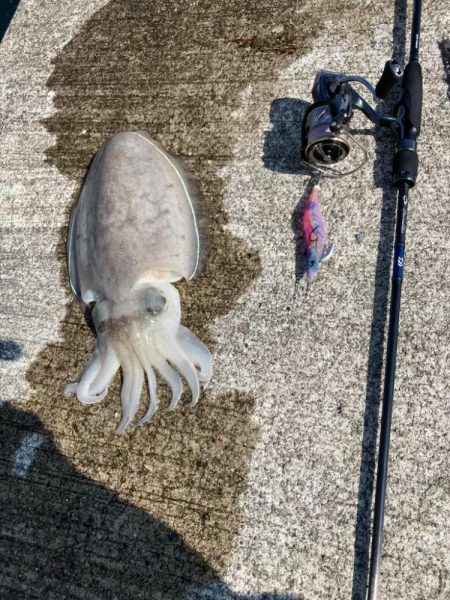 久しぶりのイカget‼︎