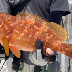 SLJで満足サイズのイサキにアコウ！