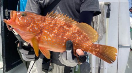 SLJで満足サイズのイサキにアコウ！