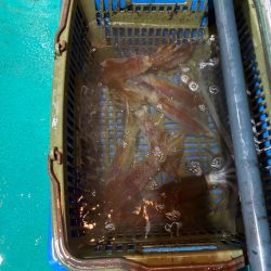 初イカメタル！