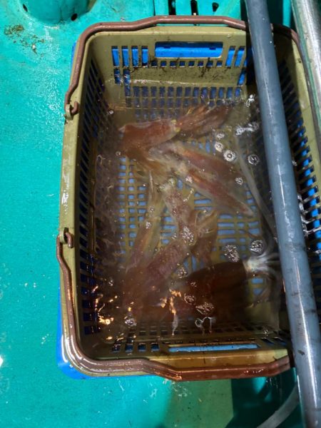 初イカメタル！