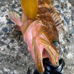 仕事前キジハタ狙い！