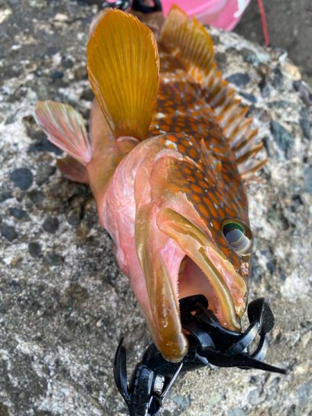 仕事前キジハタ狙い！