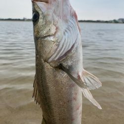 ハク、イナッコパターンシーバス