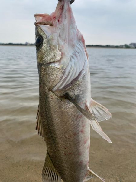 ハク、イナッコパターンシーバス